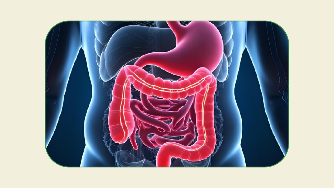 Leaky Gut Explained: Symptoms, Root Causes & Holistic Healing