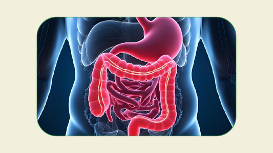 Leaky Gut Explained: Symptoms, Root Causes & Holistic Healing