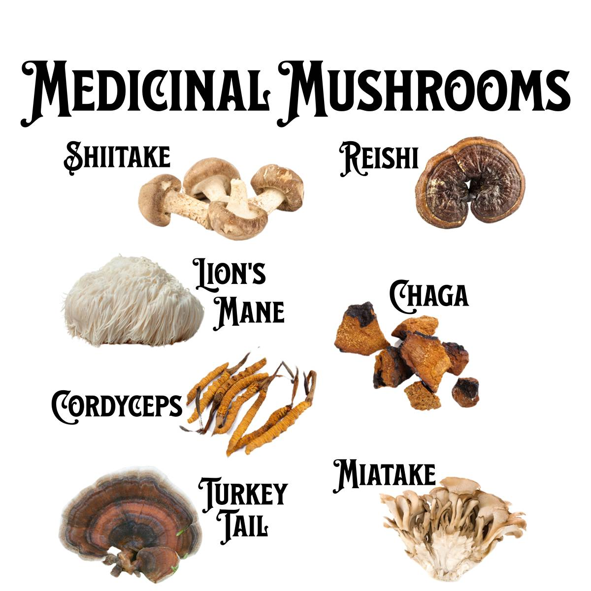 Medicinal Mushrooms