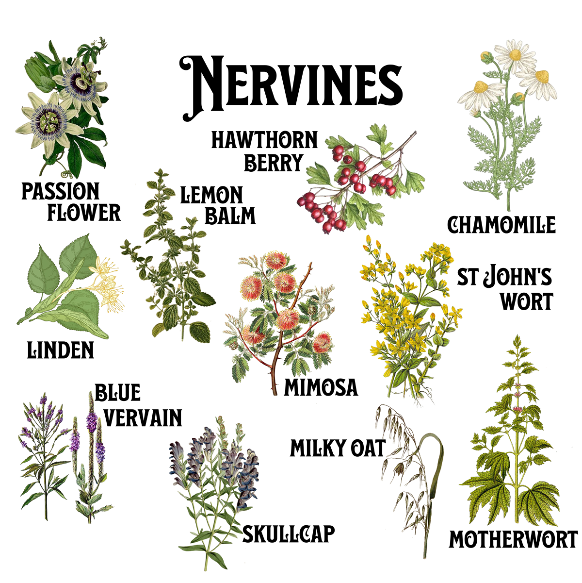 Nervines LagunaBeachApothecary.com