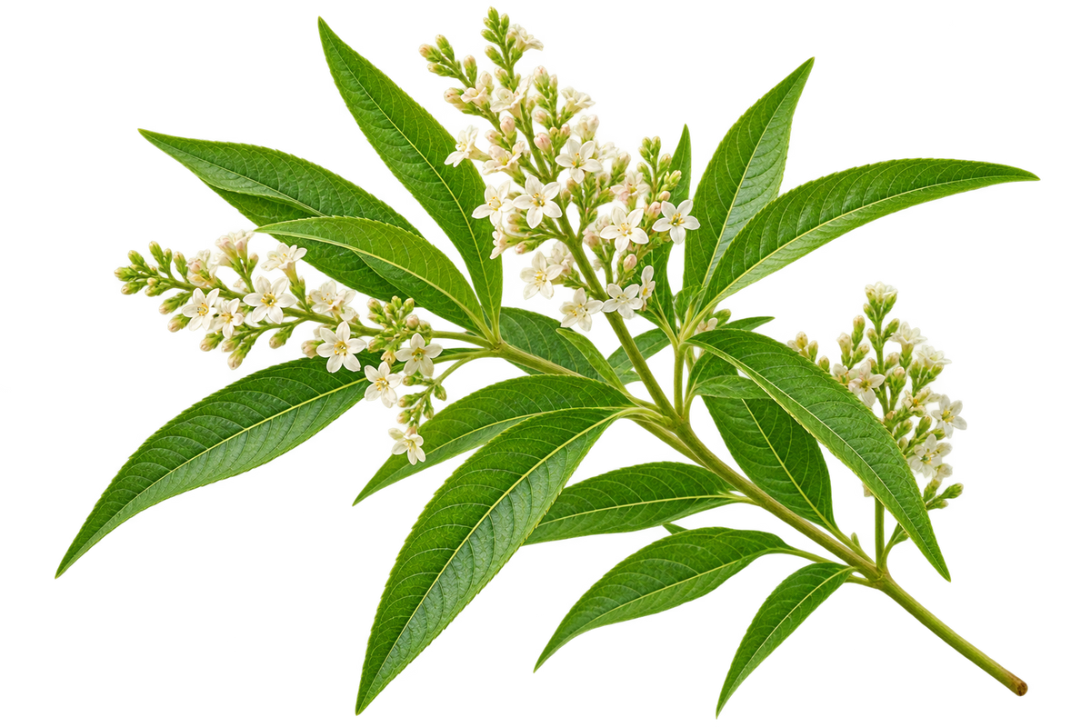 Lemon verbena branch with fragrant green leaves and clusters of small white flowers