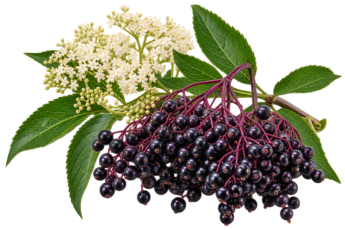 Elderberry branch with clusters of dark berries, white elderflowers, and green leaves on a transparent background.
