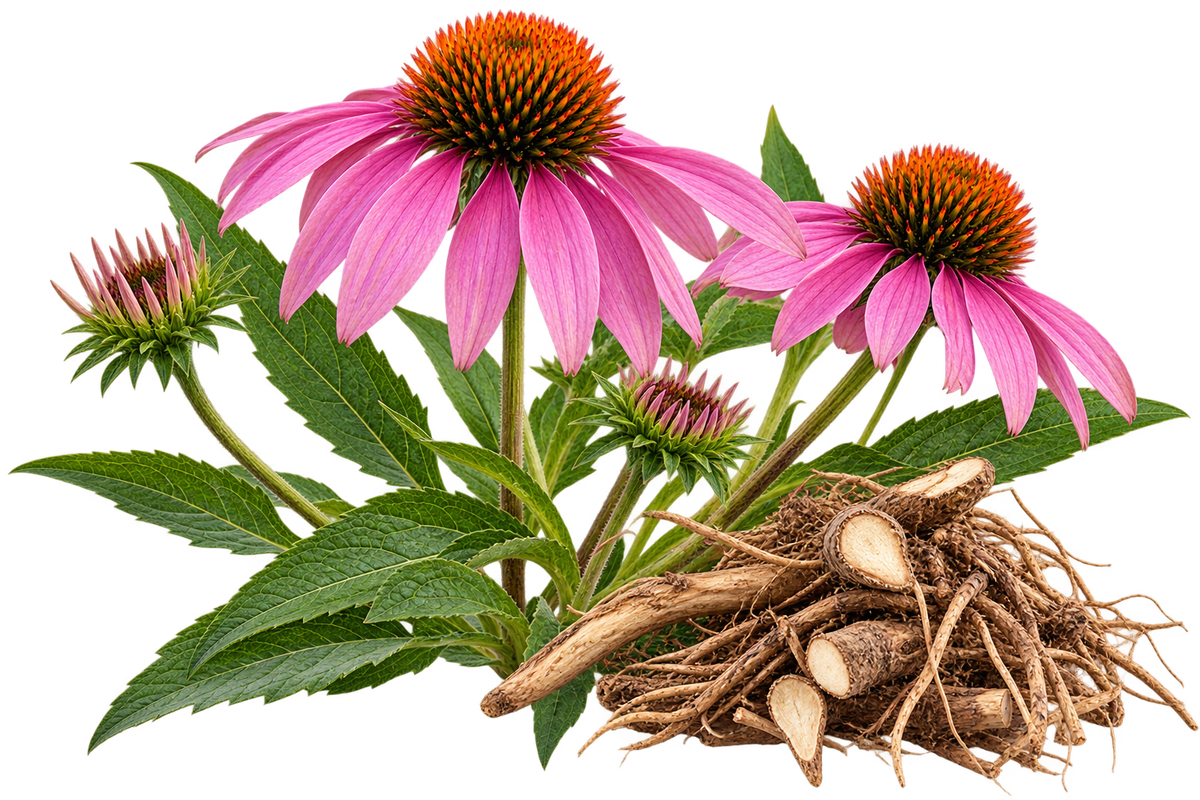 Echinacea plant with pink-purple flowers, green leaves, flower buds, and dried echinacea roots on a transparent background.