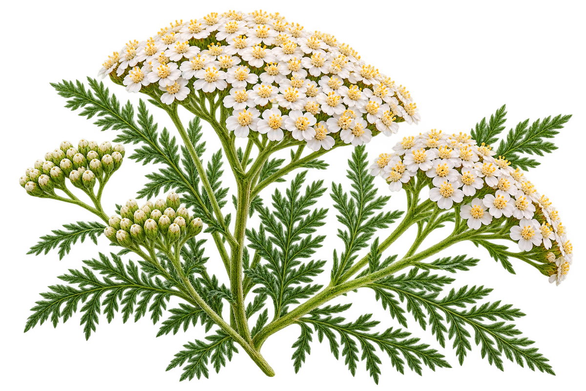 Yarrow plant with clusters of small white flowers, finely divided green leaves, and flower buds on a transparent background.