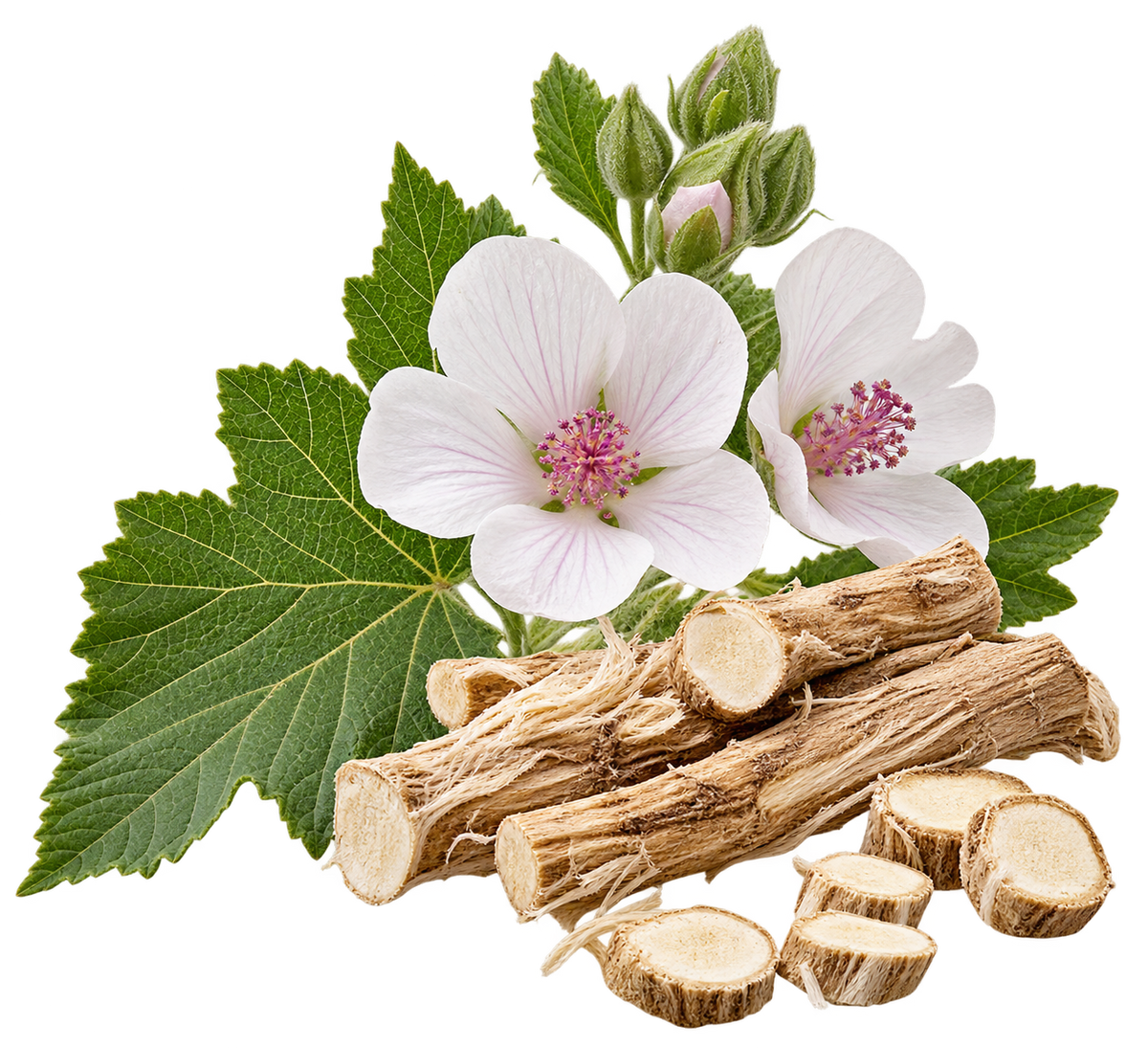 Marshmallow plant with pale flowers, green leaves and dried marshmallow root