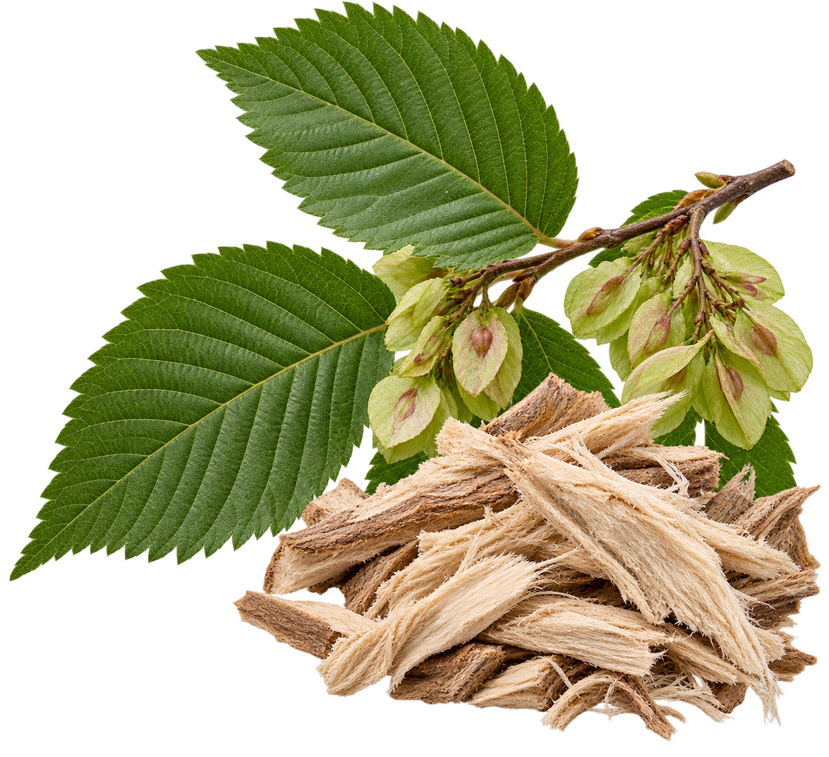 Slippery elm leaves and winged seeds with shredded slippery elm bark