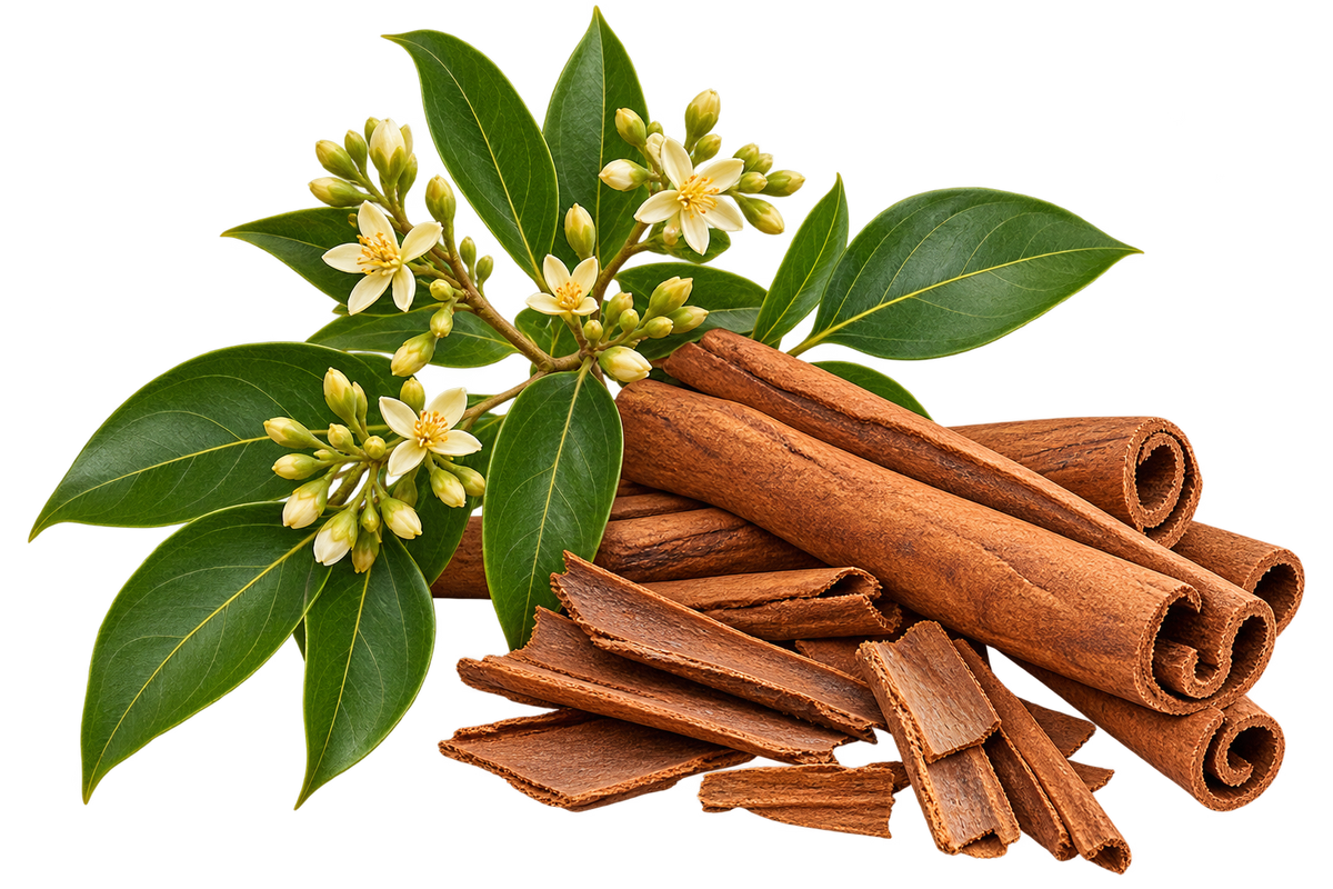 Cinnamon Bark: Cinnamon plant with green leaves and pale flowers alongside cinnamon bark and curled cinnamon quills