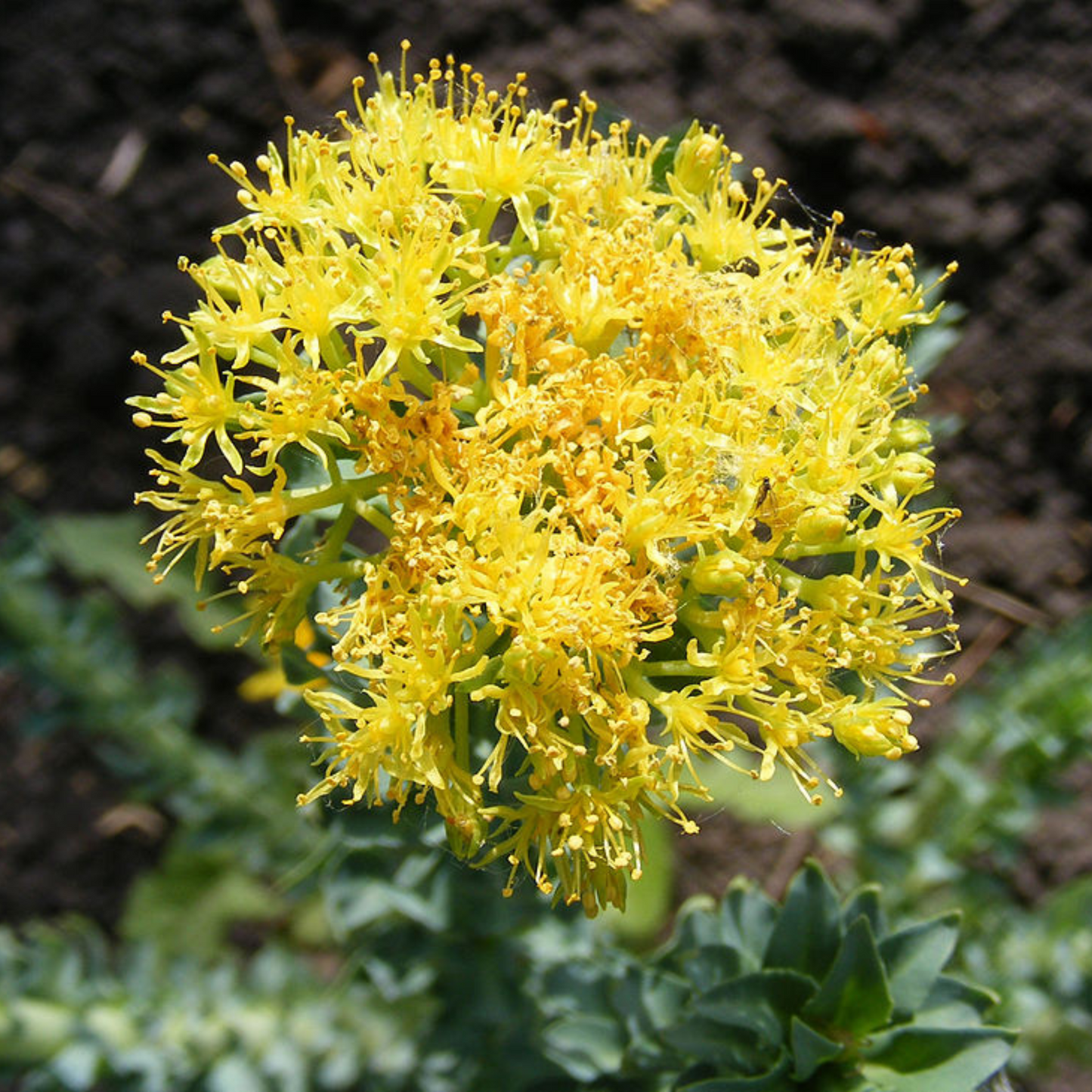 Rhodiola Liquid Extract, Organic Rhodiola Root Tincture (Rhodiola Rosea)